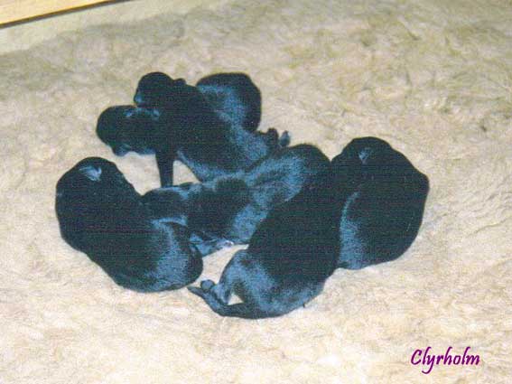 Mother to our O-litter