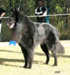Sharif 2 years and 3 months old. Courtesy of BSDC of QLD, taken by Cath Clark
