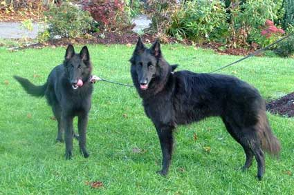 Urza 5 months to the left and her half sister Cichla's Bonita