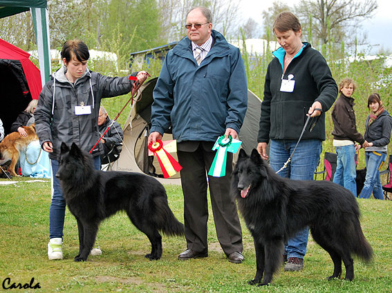 Zion, 2 years old. Best male at Ivö (SBLO) in May 2010