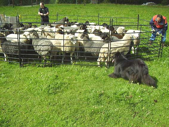 First time herding, July 2007. 
