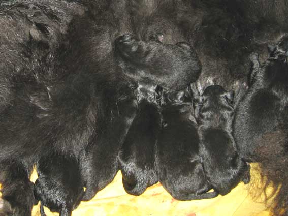 Puppies born April 20