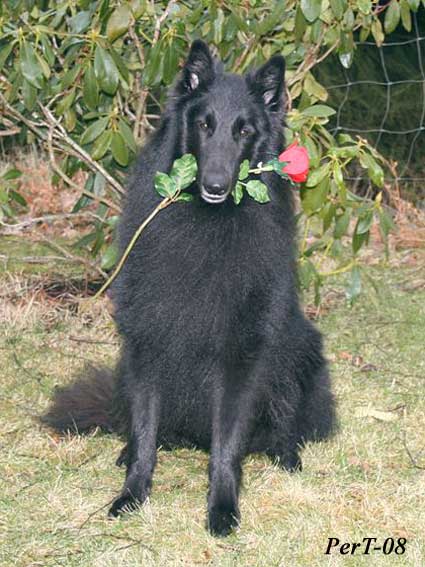 Shadow bids her girlfriend Vinny welcome with a rose in his mouth