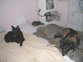 Xena with her friends Leija (Grey Arrows Ladyship) and Mimmi, the cat.