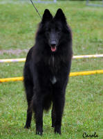 15 months old. Best youngster in Show, SBU 2009